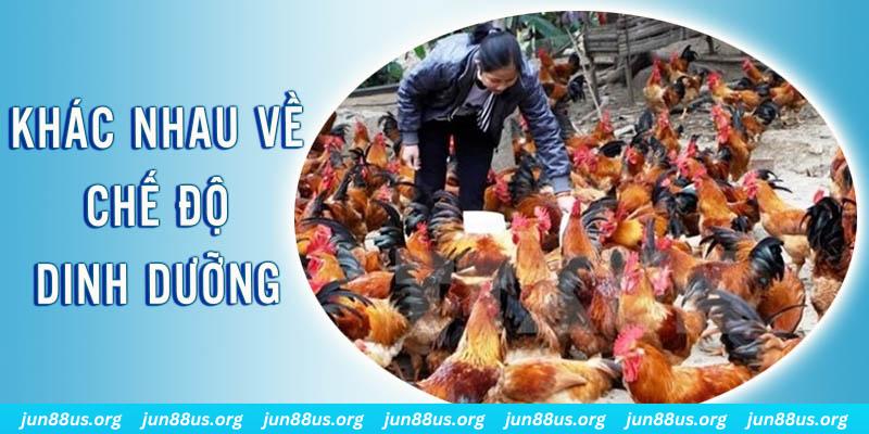 s666 plus xổ số thứ sáu hàng tuần